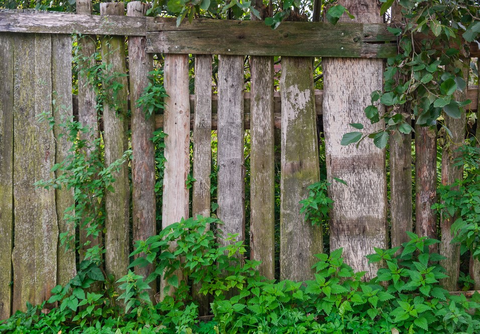 Garden Fence